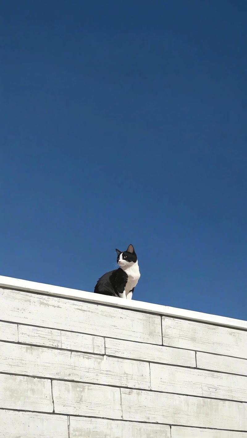 ảnh mèo tone đẹp