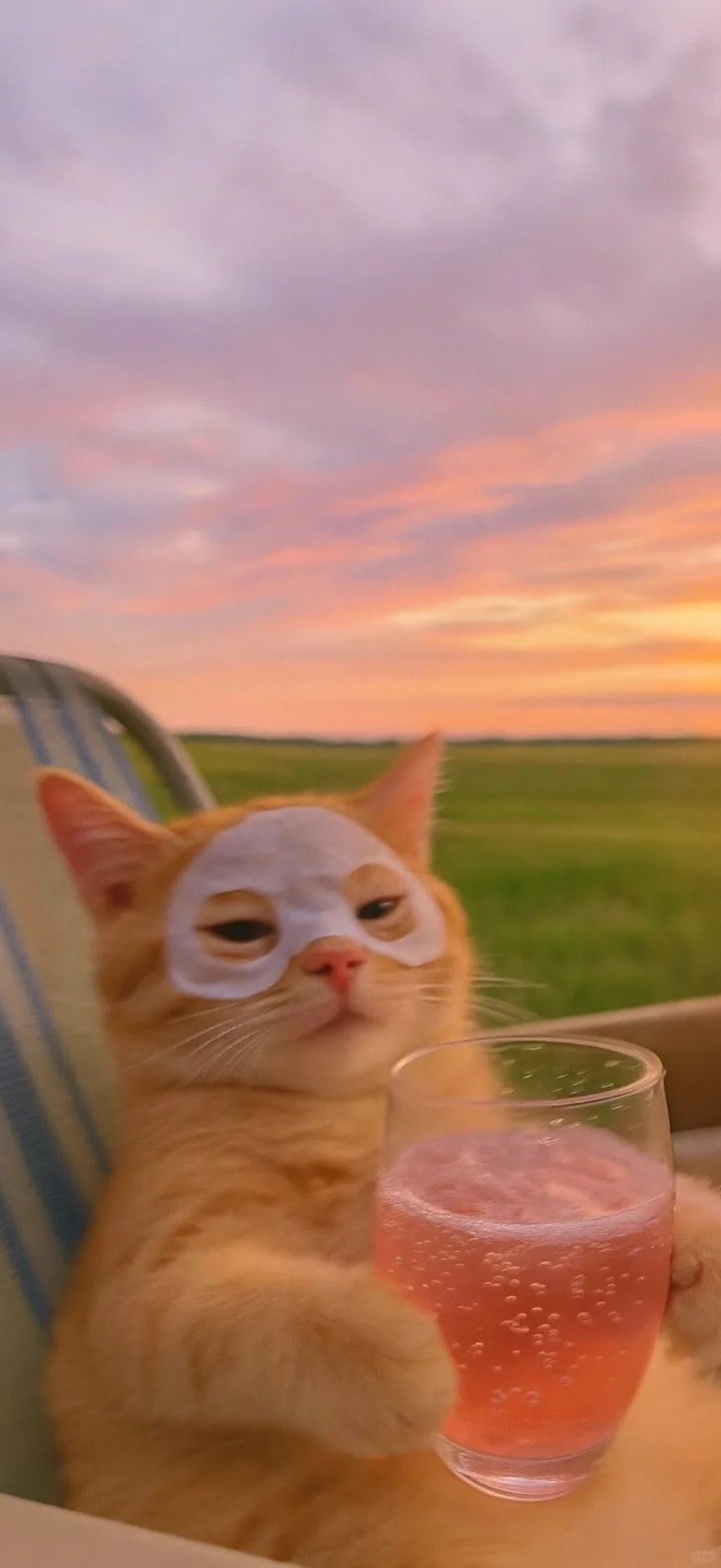 ảnh nền mèo cute