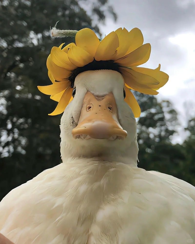 ảnh vịt con đáng yêu