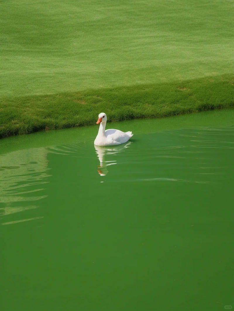 ảnh vịt đáng yêu chill