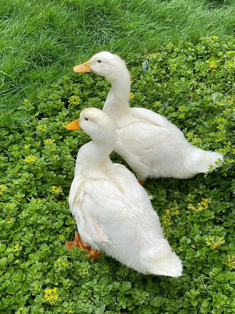 ảnh vịt wallpaper 4k