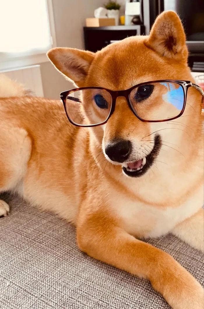 avatar chó cute đeo kính