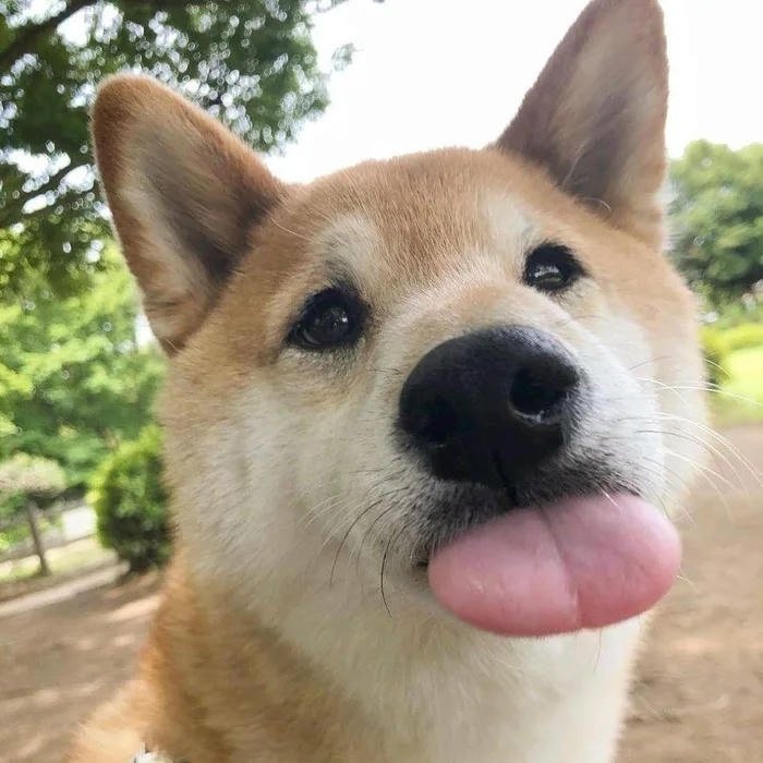 avatar chó cute lè lưỡi