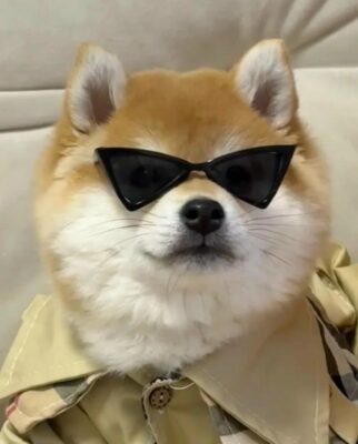 avatar chó cute ngầu