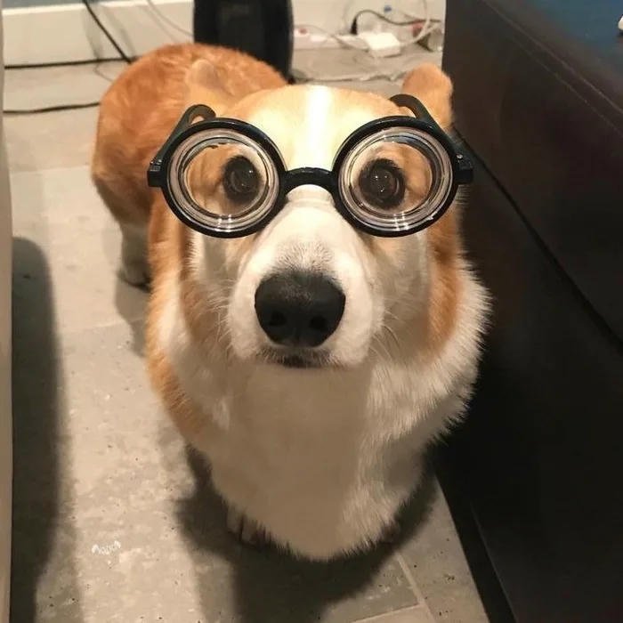 avatar chó cute ngố