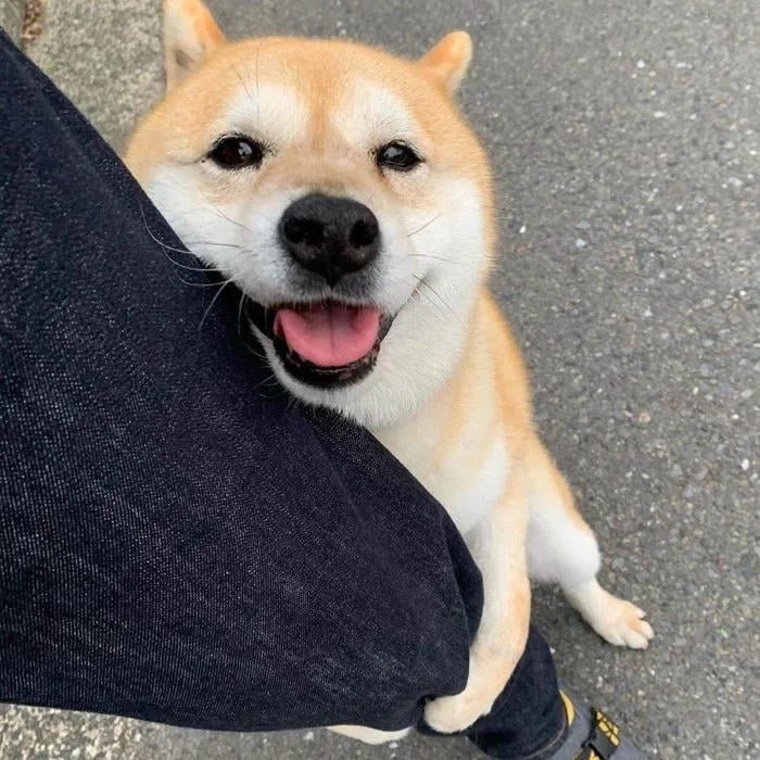 avatar chó cute ôm chân