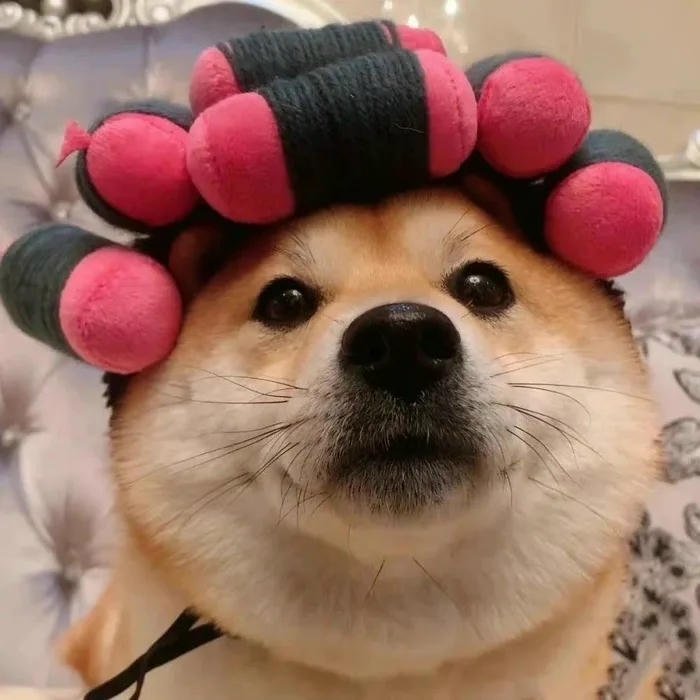 avatar chó cute quấn lô