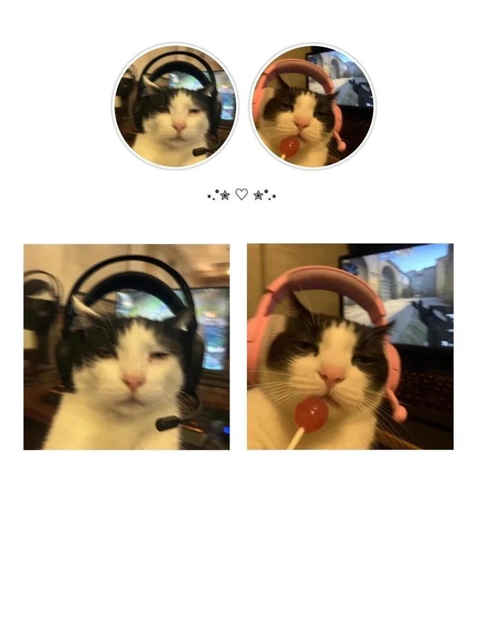 avatar đôi cute mèo đáng yêu