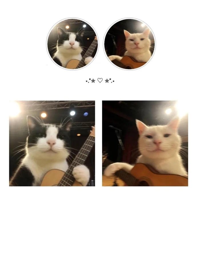 avatar đôi cute mèo đánh đàn