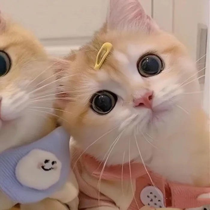avatar đôi cute mèo đeo kẹo nữ