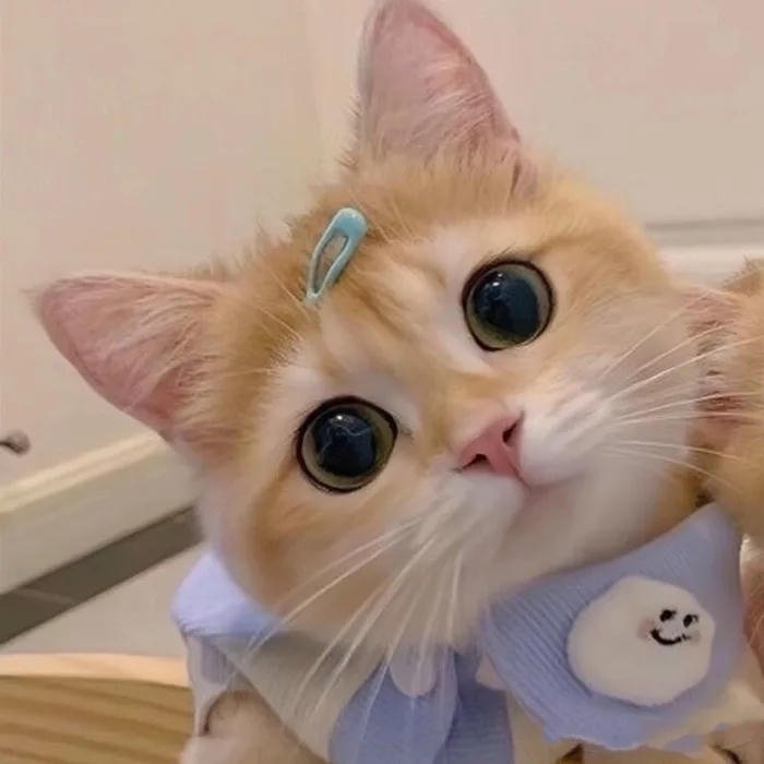 avatar đôi cute mèo đeo kẹp nam