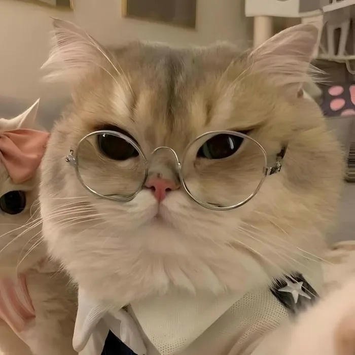 avatar đôi cute mèo đẹp phải