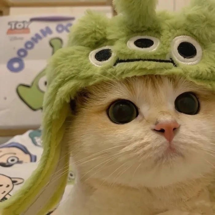 avatar đôi cute mèo đội mũ nam