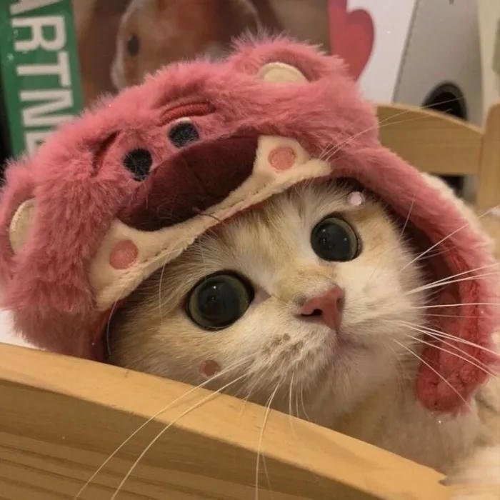 avatar đôi cute mèo đội mũ nữ