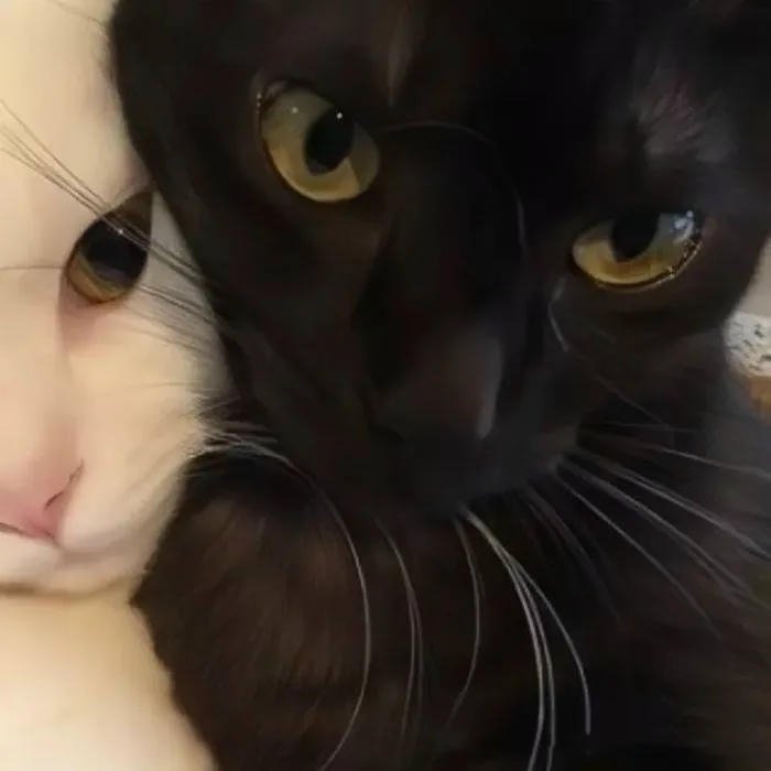 avatar đôi cute mèo kề má nam