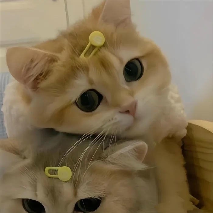 avatar đôi cute mèo kẹp nữ