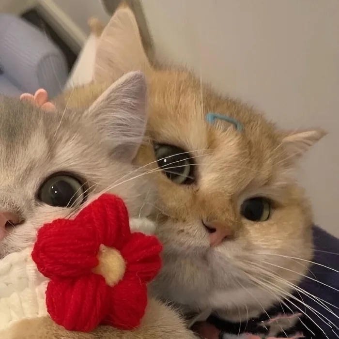avatar đôi cute mèo ôm nam