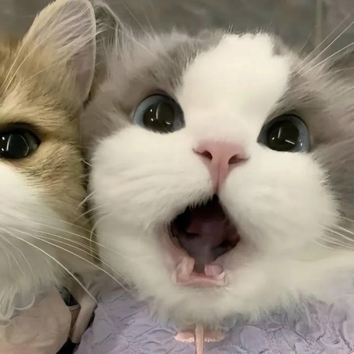 avatar đôi cute mèo phải