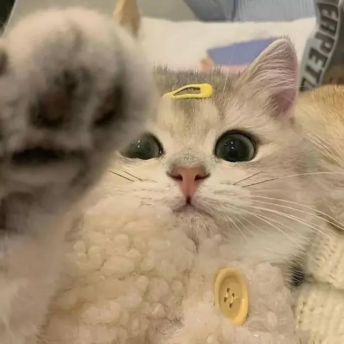 avatar đôi cute mèo siêu cute nữ