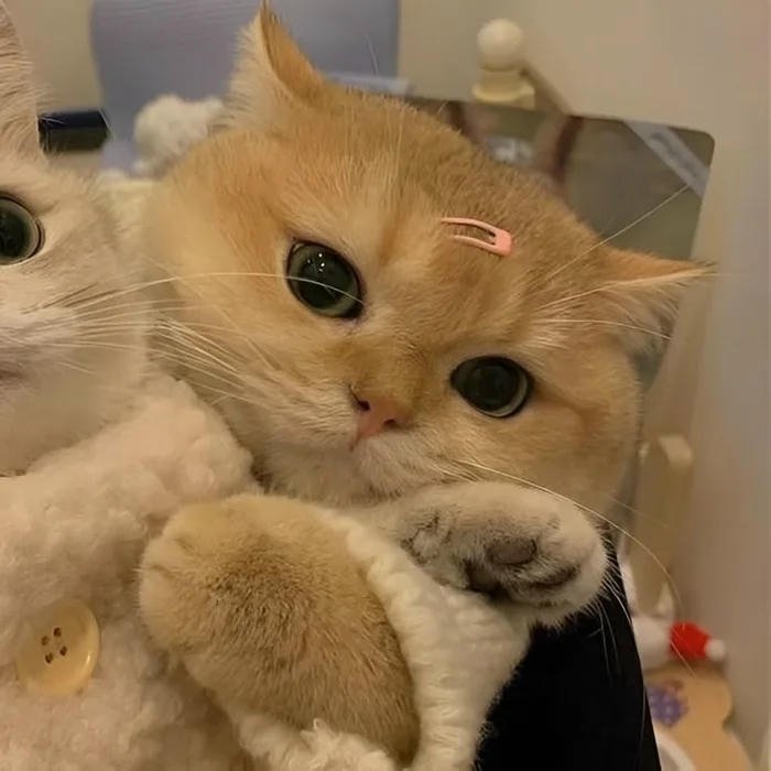 avatar đôi cute mèo siêu đẹp phải