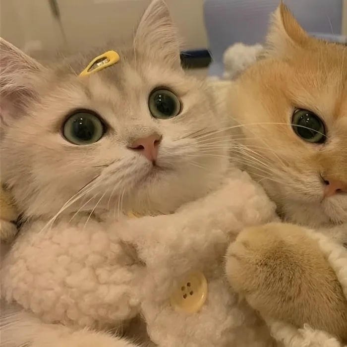 avatar đôi cute mèo siêu đẹp trái