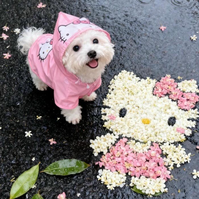 avatar hello kitty dễ thương và cún