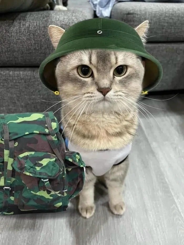 avatar mèo bộ đội