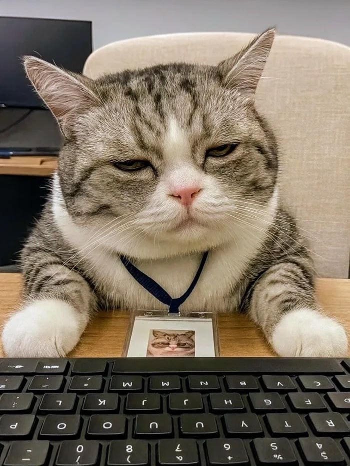 avatar mèo buồn ngủ