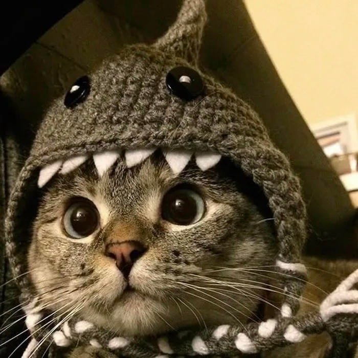 avatar mèo cá mập