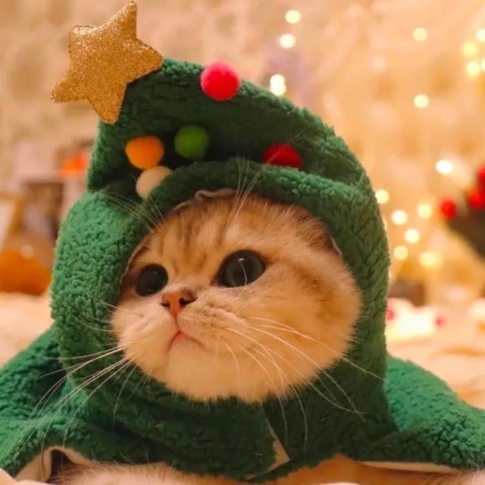 avatar mèo cây noel
