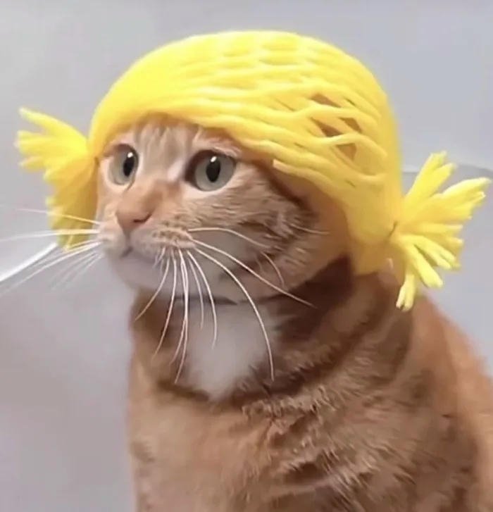 avatar mèo cực cute