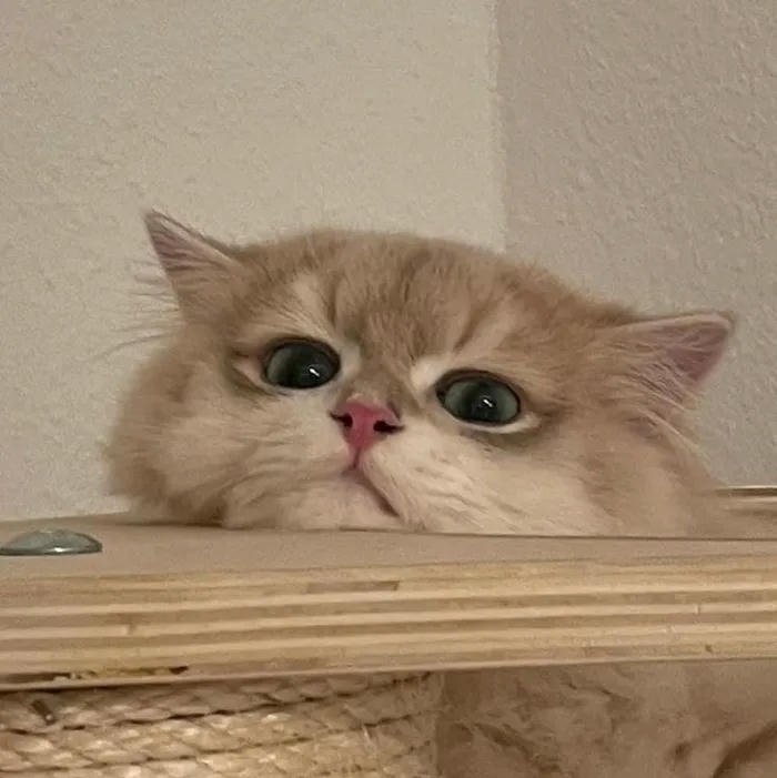 avatar mèo cực dễ thương