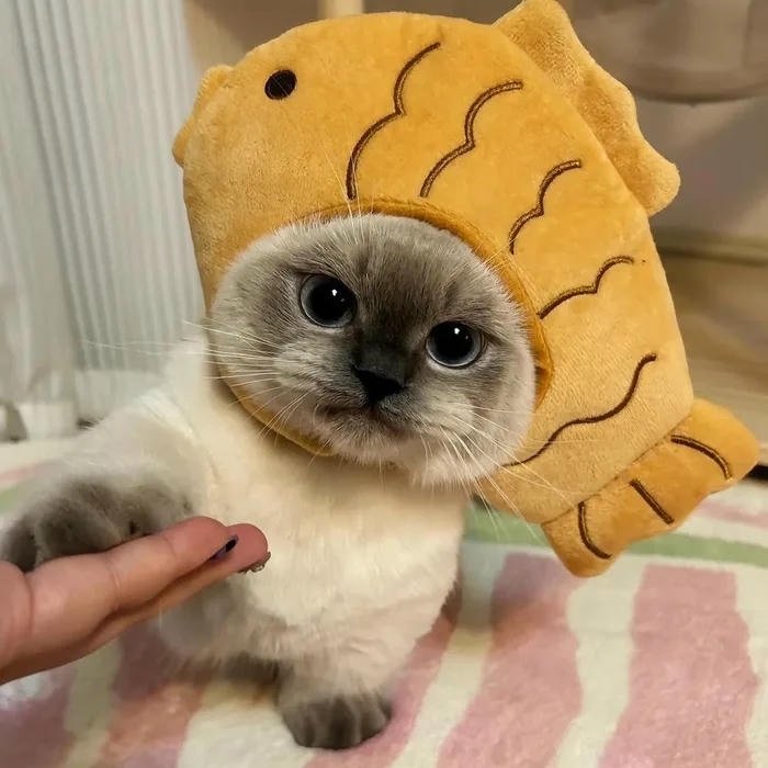 avatar mèo đầu cá