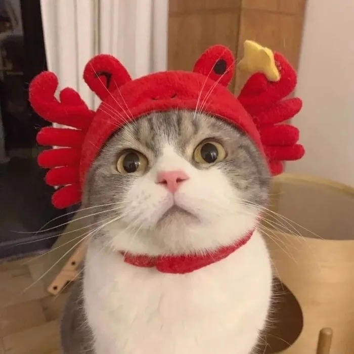 avatar mèo đầu cua