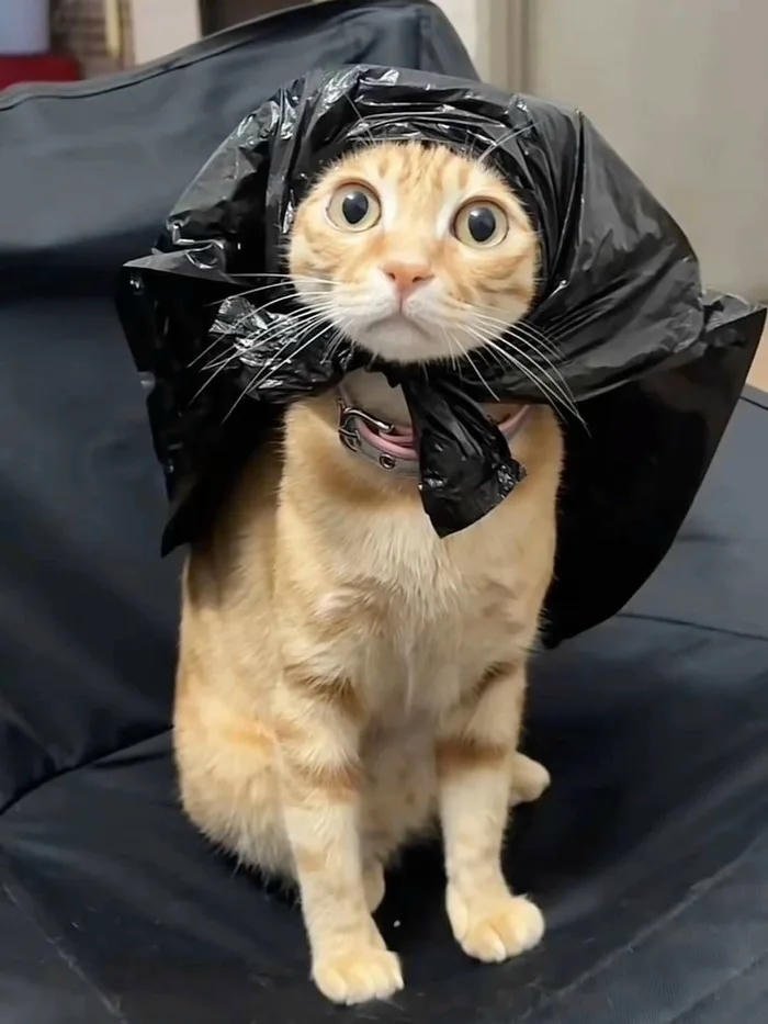 avatar mèo mắt trố