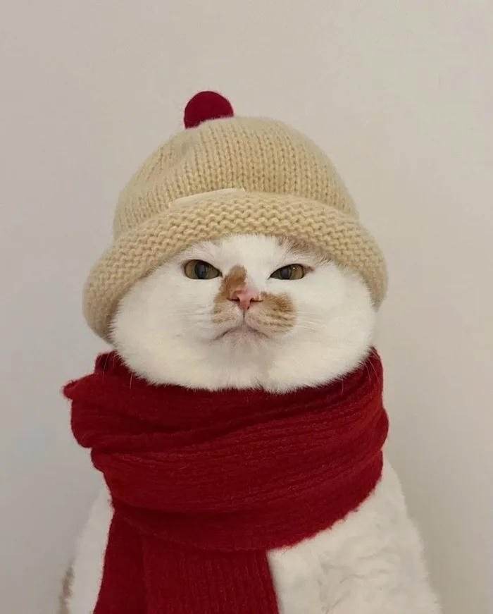 avatar mèo mùa đông