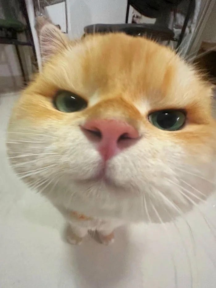 avatar mèo mũi hồng