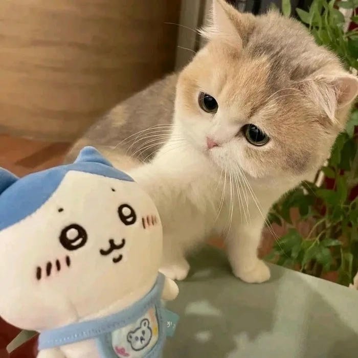 avatar mèo ngơ ngác