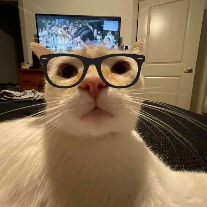 avatar mèo ngố tàu