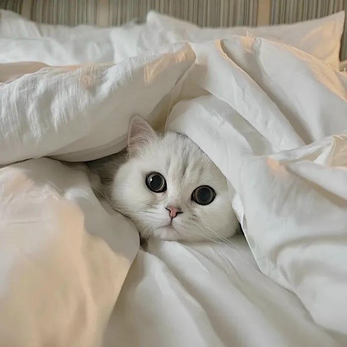 avatar mèo trắng tinh