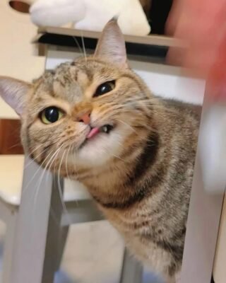 avatar mèo xấc xược