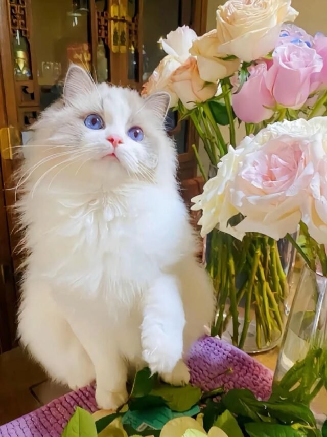 Tuyển chọn 133+ ảnh nền mèo cute tinh nghịch cực kỳ đáng yêu