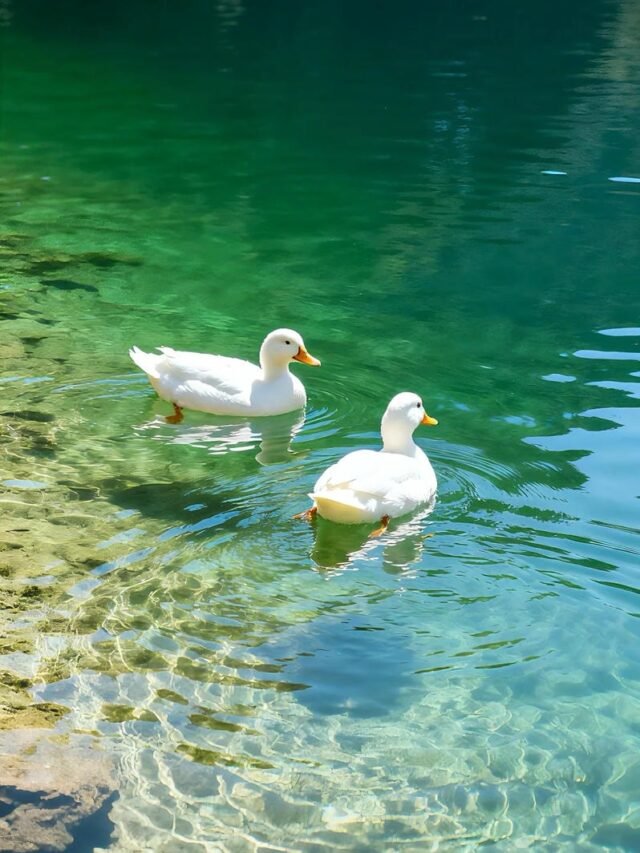 Trọn bộ 165+ ảnh nền con vịt vàng cực đáng yêu và ngộ nghĩnh