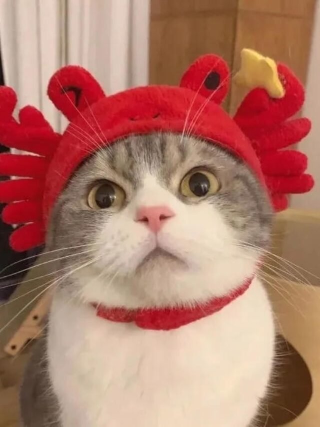 Tải ngay 154+ avatar mèo mới nhất siêu dễ thương và đáng yêu