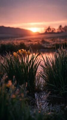 hình ảnh mặt trời mọc bình yên