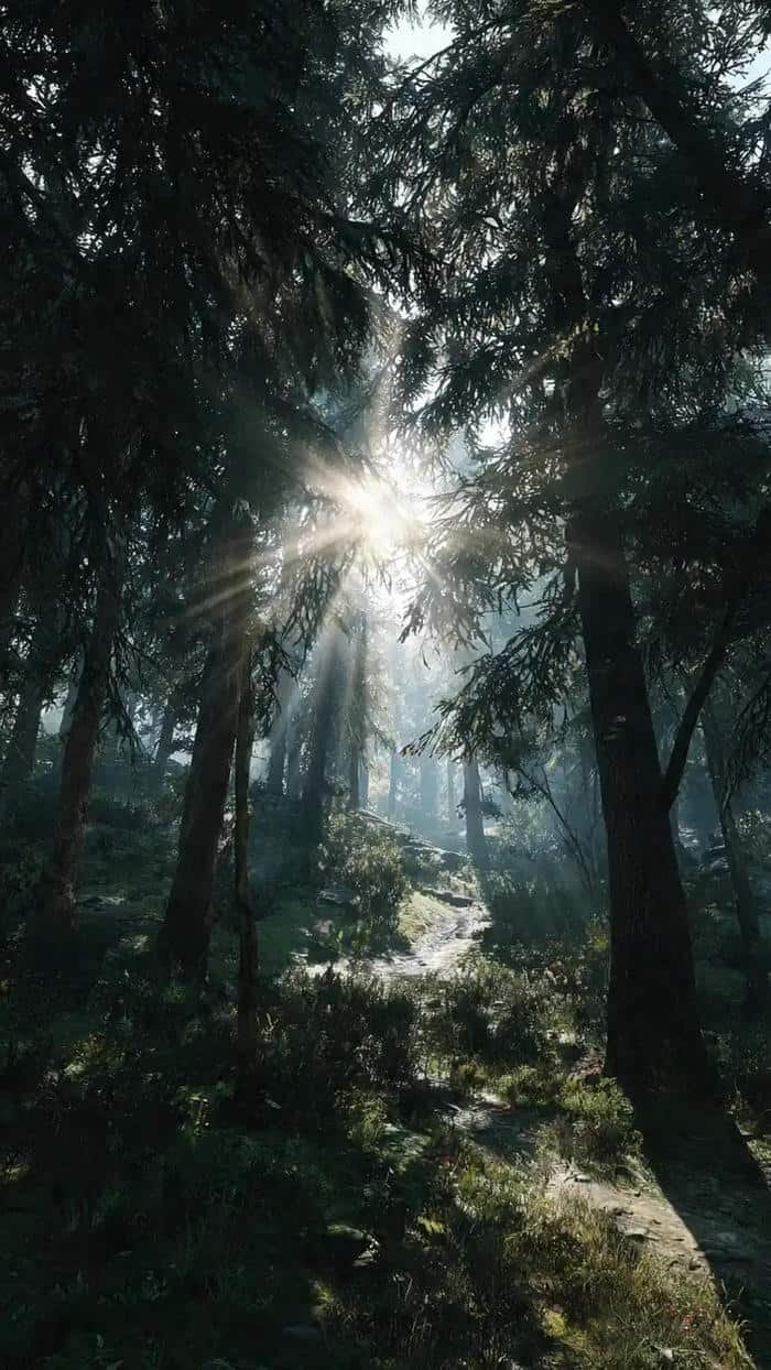 hình tia nắng len lỏi qua cây