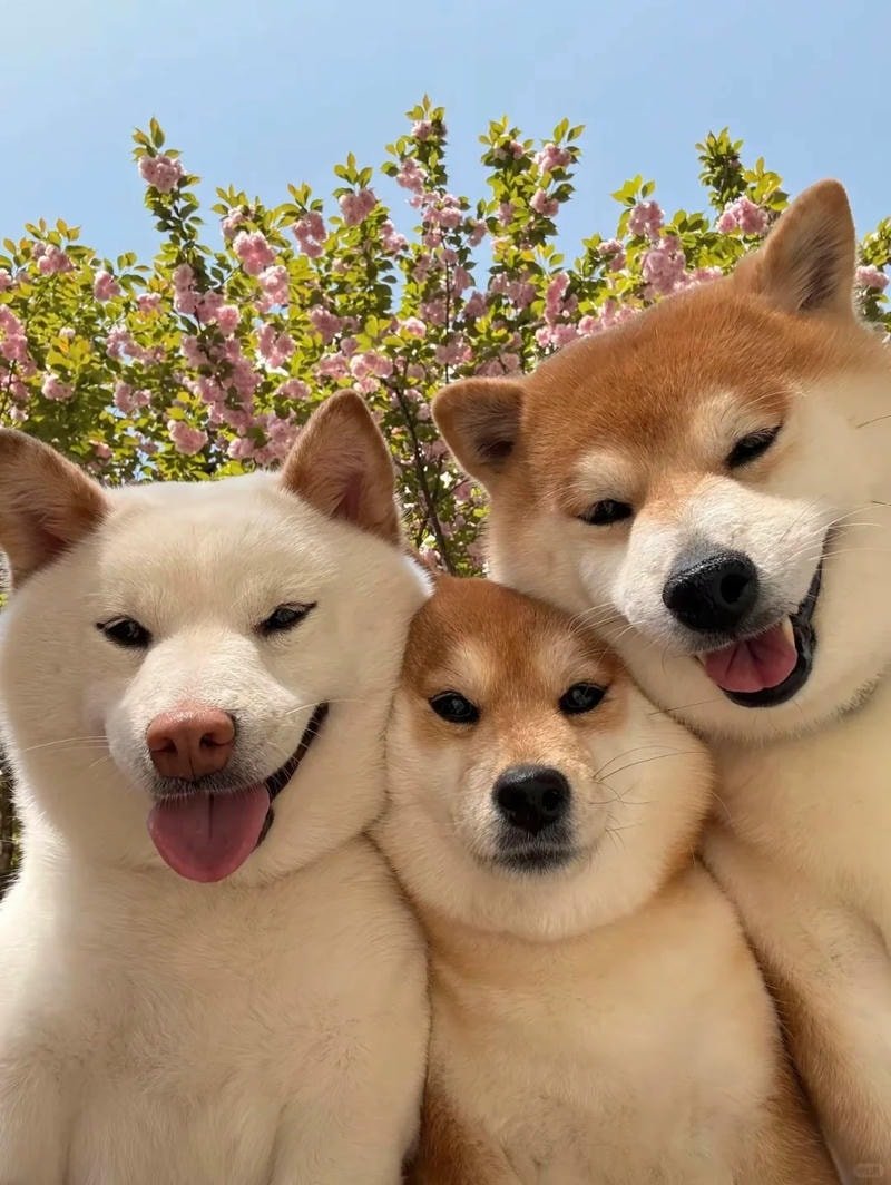 hình nền chó cute