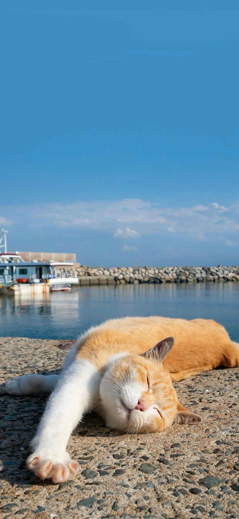 hình nền mèo cute