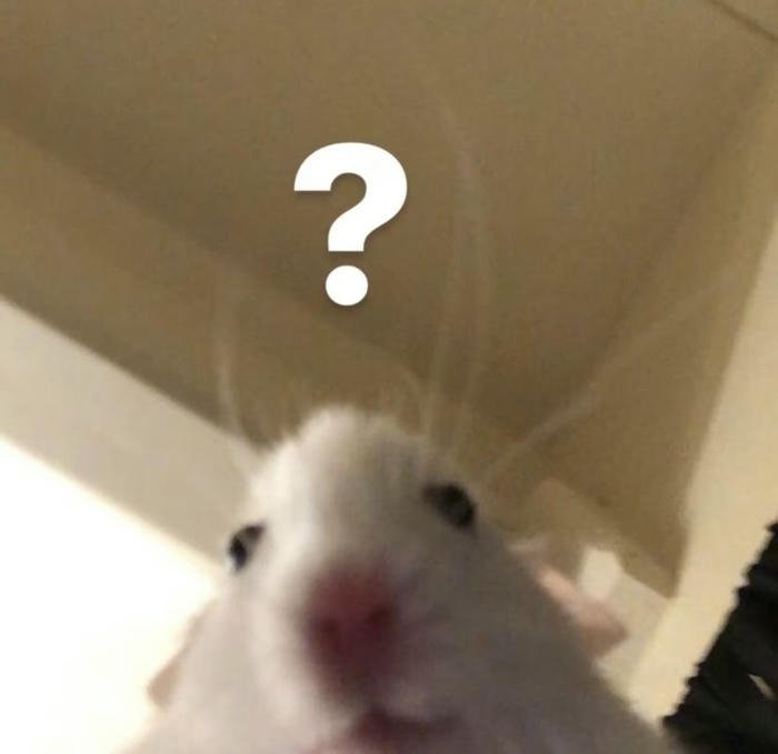 Con chuột meme chấm hỏi