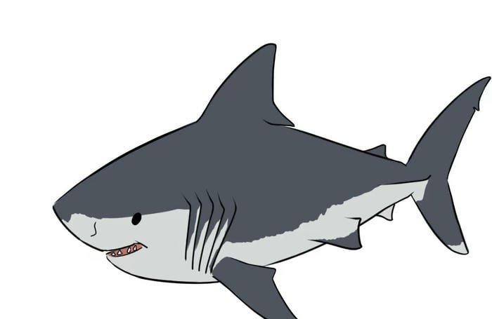ảnh cá mập anime